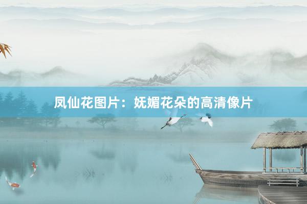 凤仙花图片：妩媚花朵的高清像片